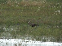 77. zeearend naast klein vogeltje