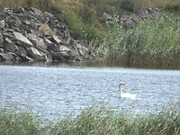 78. Wilde zwaan in Cementas kalkgroeve
