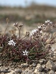 79. Overal mooie kleine bloemetjes