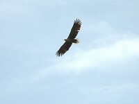 83. Zeearend boven onze auto