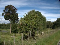 97. Fietsen door de appelstreek Urshult