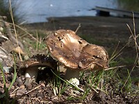 98. Paddestoelen genoeg in het bos