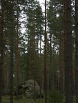 107. Rotsblokken in het bos