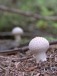 109. Parelstuifzwammen in Tjärdal