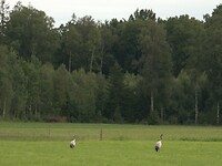 115. Kraanvogels in de wei
