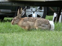 127. Haas op camping Absalon