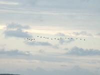 156. Een vlucht ganzen boven het wad bij Ballum DK