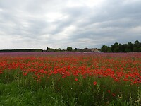 41. Papaverveld in Vasalja - Hongarije