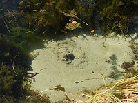 98. Bronwater dat omhoog borrelt uit de zandbodem