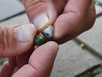 159. Een micro geocache met logrolletje