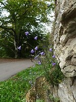 64. Bloemetjes uit de rotsen