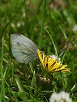 5. Koolwitje in het gras
