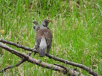 8. Kramsvogel met jong