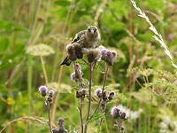 17. Jonge putter op distel
