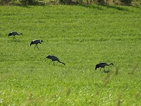 24. Kraanvogels aan het foerageren