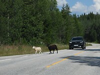 38. Loslopende schapen op de openbare weg