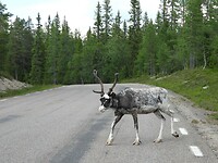 49. Overstekend wild