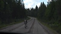 Rendier voor de auto, Nipfjället Zweden