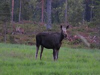 62. De eerste eland die we goed zien