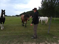 72. Mijn cowboy en de paarden