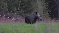Eland Søndre Ulvsjøen -Noorwegen