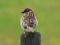 75. Ringmus naast de caravan