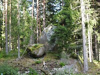 87. Veel bemoste keien in het bos