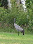 90. Kraanvogel