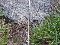 93. Hazelworm op een kei en onder het boottouw