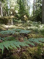 94. Veel keien en varens in het bos