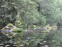 101. Spiegelglad bosmeer