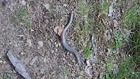 Hazelworm Kisa Zweden