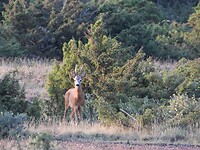 110. Ree in het steppelandschap Stora Alvaret
