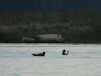 114. Het zeehondje dat zwaaide naar ons