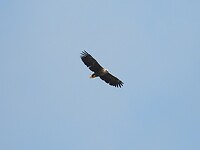 120. Zeearend boven de groeve