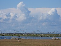 125. Veel vogels in Ottenby Naturreservat