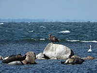 126. Zeehonden en zeearend voor de kust