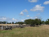 133. Meidoorns langs de kenmerkende stenen muurtjes