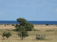 136. Damherten in het natuurreservaat