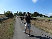 137. Tussen de koeien wandelen
