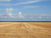 138. Goudgeel tot aan de horizon