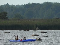 141. Onze Zweedse buren heel dicht bij een zeehondenjong