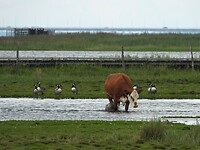144. Ook hier lopen de koeien vrij rond