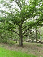 149. Oude eik midden in het bos