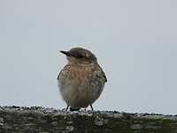 152. Jonge tapuit komt bij ons kijken