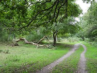 154. Bos met hele oude bomen