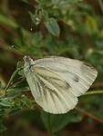 156. Klein geaderd witje op camping