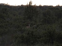 159. De reeën bleven ver weg van ons