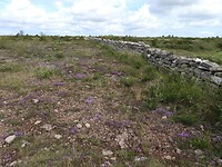 162. Stora Alvaret met muur en roze bloemetjes