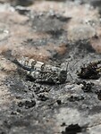 165. Blauwvleugelsprinkhaan goed gecamoufleerd
